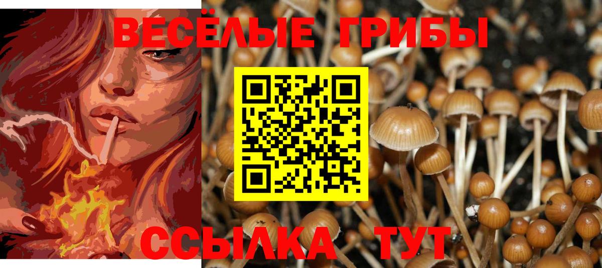 Псилоцибиновые грибы Psilocybine cubensis Рыбинск
